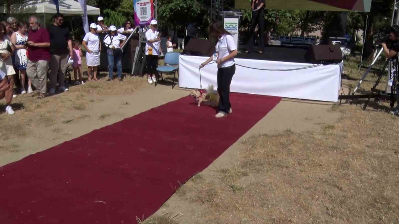 BÜYÜKÇEKMECE’DE CAN DOSTLARI SAHİPLENDİRME FESTİVALİ DÜZENLENDİ