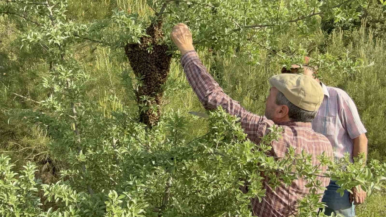 ÇANAKKALE'DE YAVRU ARI BOLLUĞU, ARI ÜRETİCİSİNİN YÜZÜNÜ GÜLDÜRDÜ.