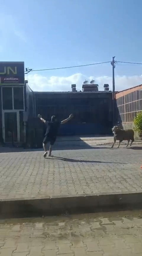 ÇANAKKALE'NİN GELİBOLU İLÇESİNDE FİRARİ KURBANLIK KOÇU SANAYİ ESNAFI YAKALADI.