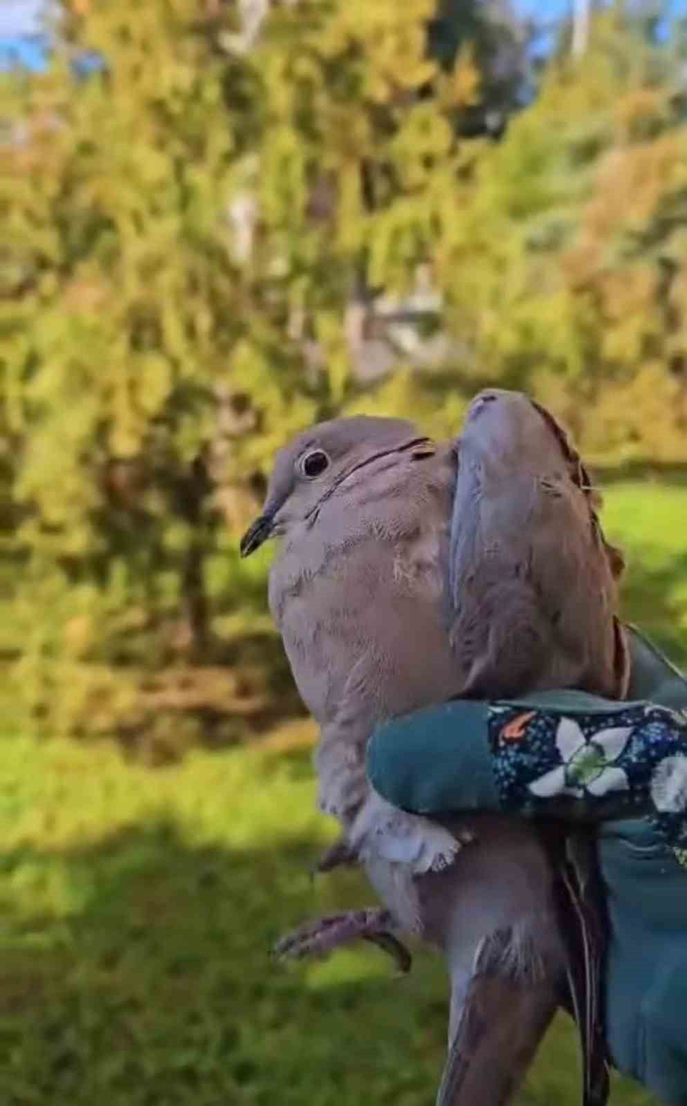 ÇANAKKALE’DE DOĞA KORUMA VE MİLLİ PARKLAR (DKMP) MÜDÜRLÜĞÜ EKİPLERİ YARALI HALDE BULUNAN; 2 KUMRU...