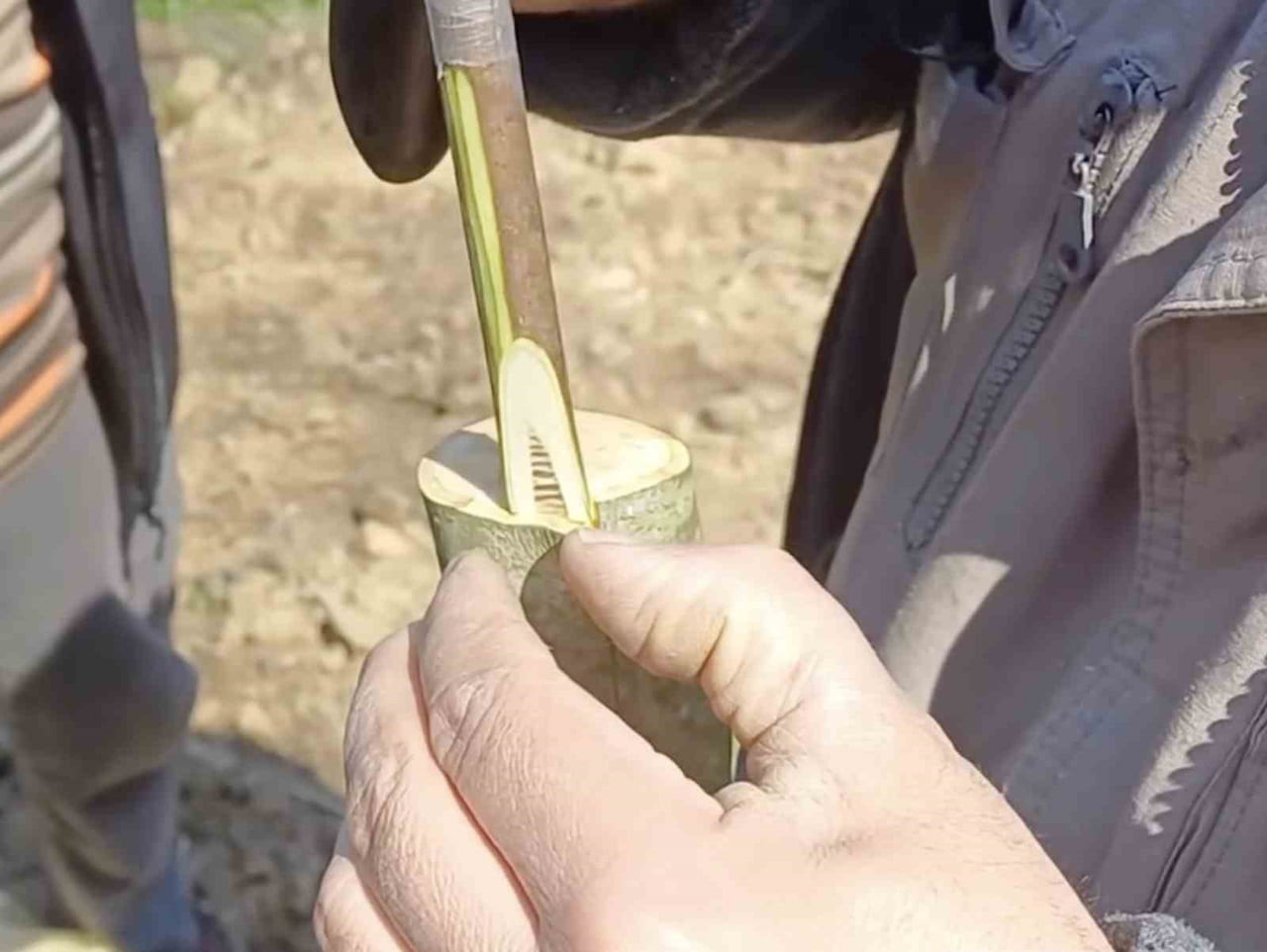 ÇANAKKALE’DE İL TARIM VE ORMAN MÜDÜRLÜĞÜ EKİPLERİNCE ‘AŞI AKADEMİSİ’ PROJE ÇERÇEVESİNDE MEYVE...