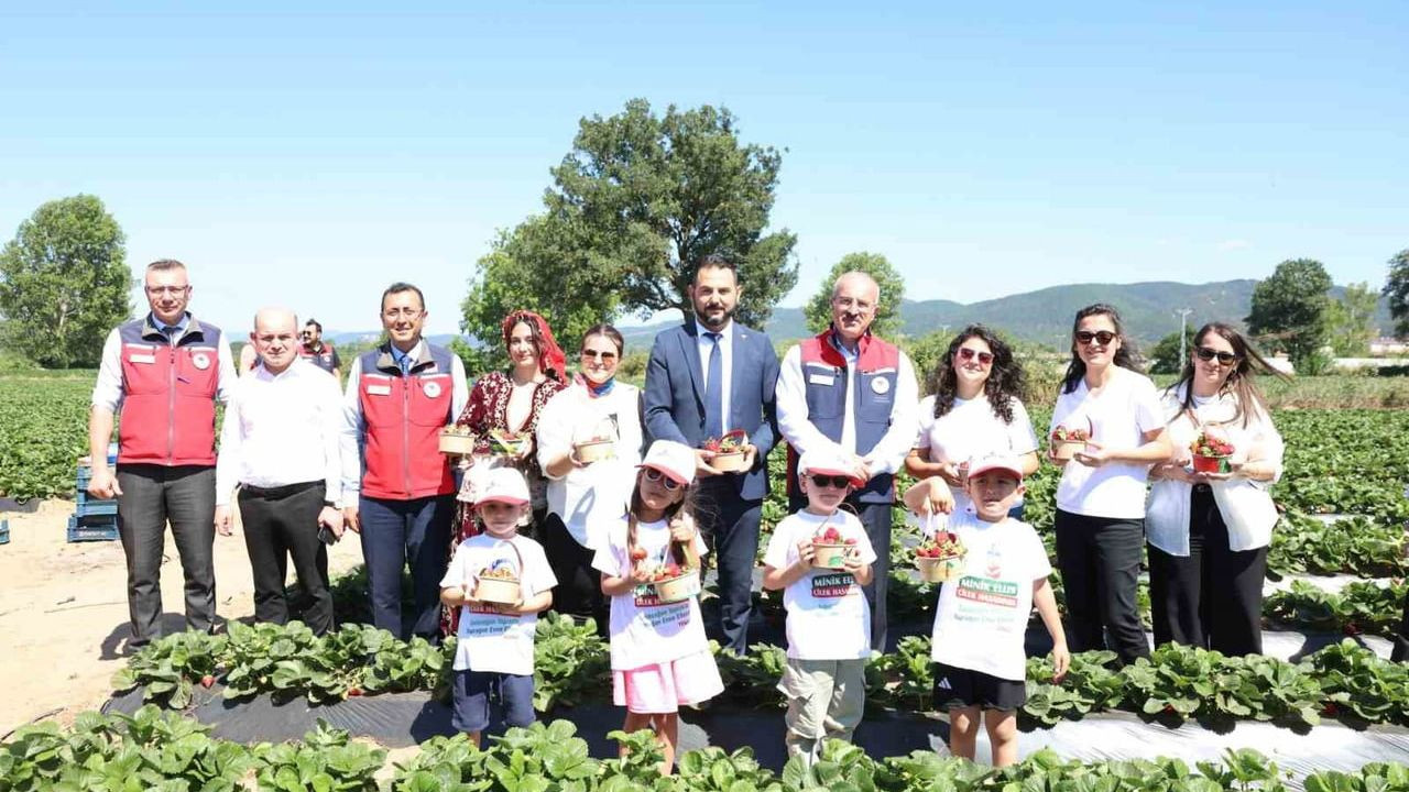 Çanakkale'de Yenice çileği hasadı gerçekleştirildi