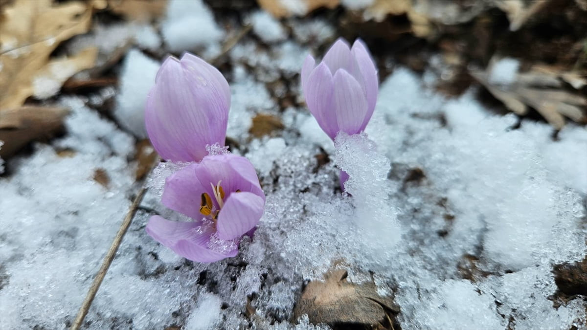 Çankırı'da baharı müjdeleyen kar çiçekleri açmaya başladı. Çankırı'nın Yapraklı ilçesinde...