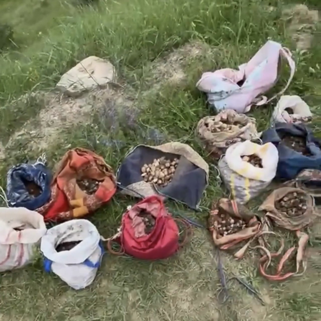 ÇANKIRI'DA DOĞADAN İZİNSİZ OLARAK 35 KİLOGRAM SALEP ORKİDESİ YUMRUSU TOPLAYAN 10 KİŞİYE, İLGİLİ...