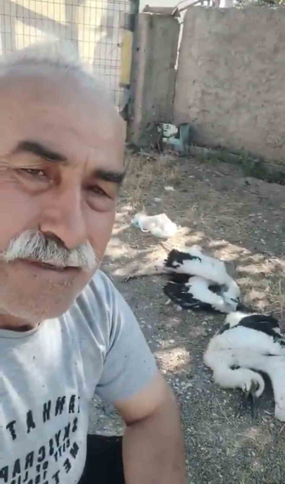 ÇANKIRI'DA EVİNİN BAHÇESİNDEKİ AĞACA YUVA YAPAN LEYLEKLERİ ÖLÜ BULAN VATANDAŞ, "SİZE SAHİP...