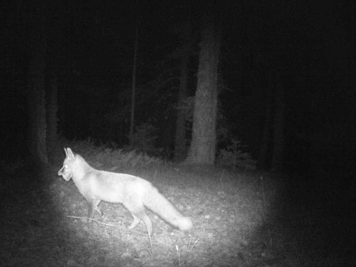 Çankırı'da ormanlık alana yerleştirilen fotokapanda, kurt ve tilki görüntülendi.