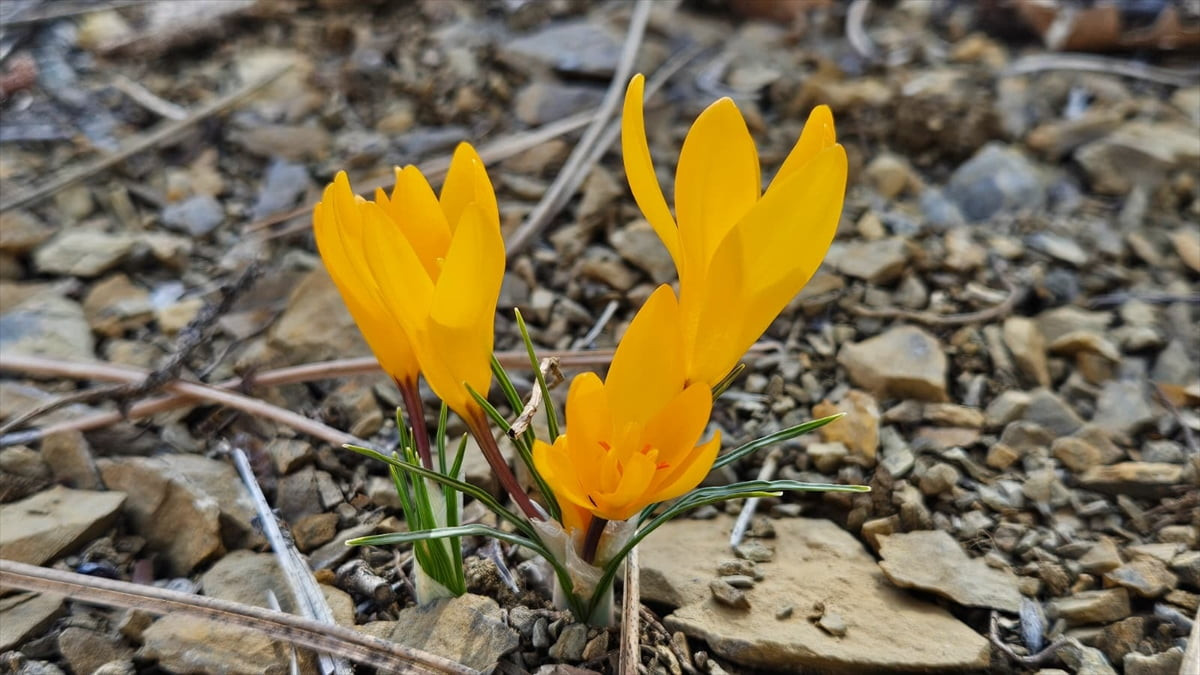 Çankırı'nın Yapraklı ilçesinde baharın müjdecisi çiğdemler çiçek açtı.