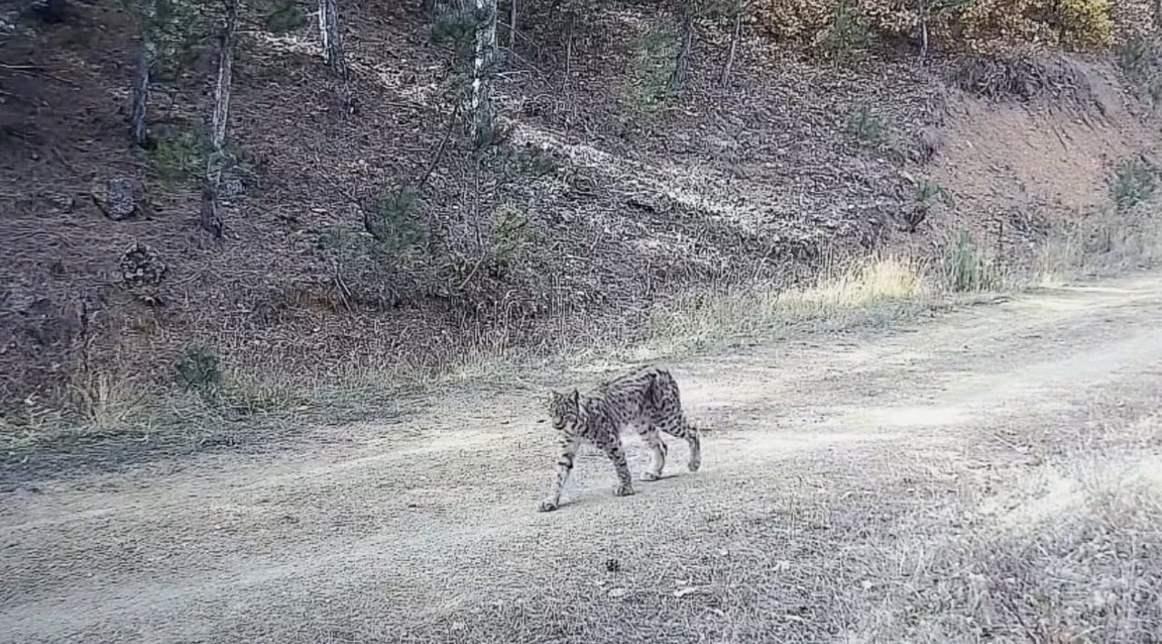 ÇANKIRI’DA DOĞAYA YERLEŞTİRİLEN FOTOKAPAN KAMERALAR, NESLİ TÜKENME TEHLİKESİ ALTINDAKİ VAŞAKLARI...