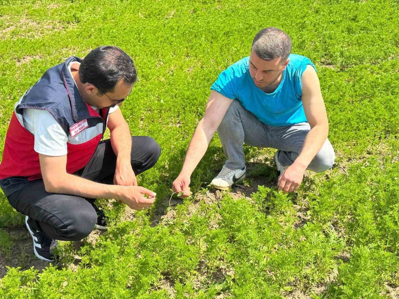 ÇAVDARHİSAR'DA ÇÖREK OTU ÜRETİM ALANLARINDA KONTROL
