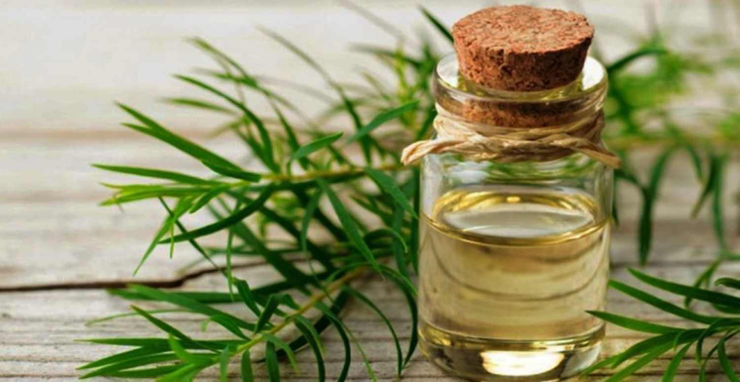 Çay ağacı yağı nedir