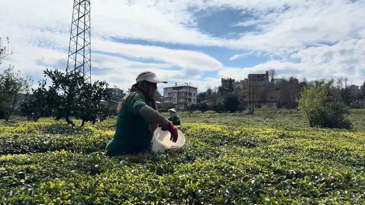 ÇAY ÜRETİCİLERİ YAKLAŞAN ÇAY SEZONU ÖNCESİNDE TÜM HAZIRLIKLARINI TAMAMLAYARAK SEZONA EKSİKSİZ...