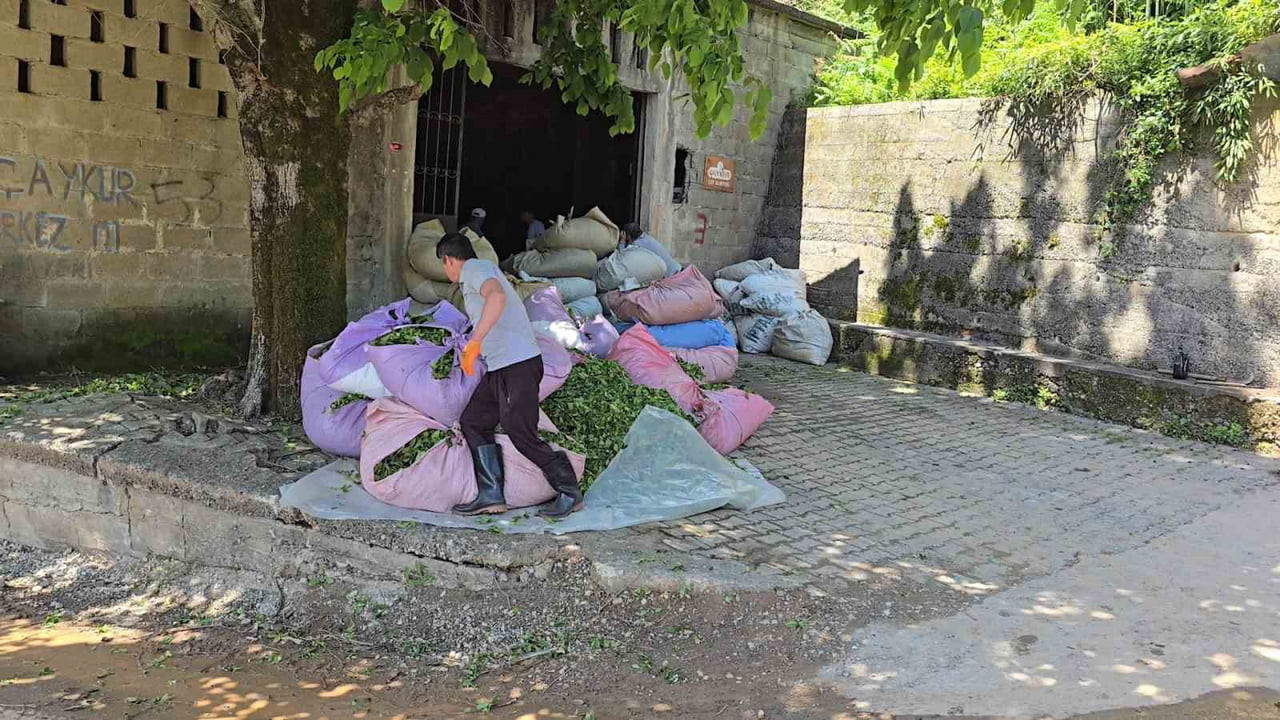 ÇAYKUR SÜRGÜNÜN İLK GÜNÜNDE ÜRETİCİDEN 900 TON ÇAY ALARAK ÜRETİME BAŞLADI