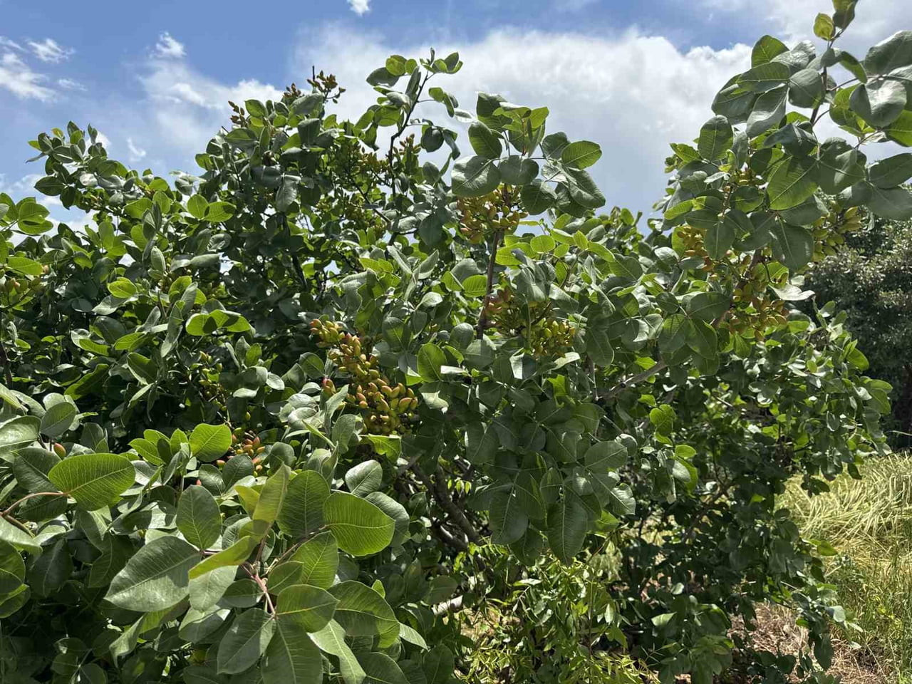 ÇERMİK İLÇESİNDE GEÇTİĞİMİZ YIL 500 TON ÜRETİLEN FISTIKTA BU YIL BİN TON REKOLTE...