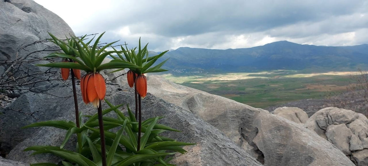 ÇERMİK İLÇESİNDE İLKBAHARDA AÇAN TERS LALELER, YÖRE HALKI TARAFINDAN PÜRDİKKAT KORUNUYOR.