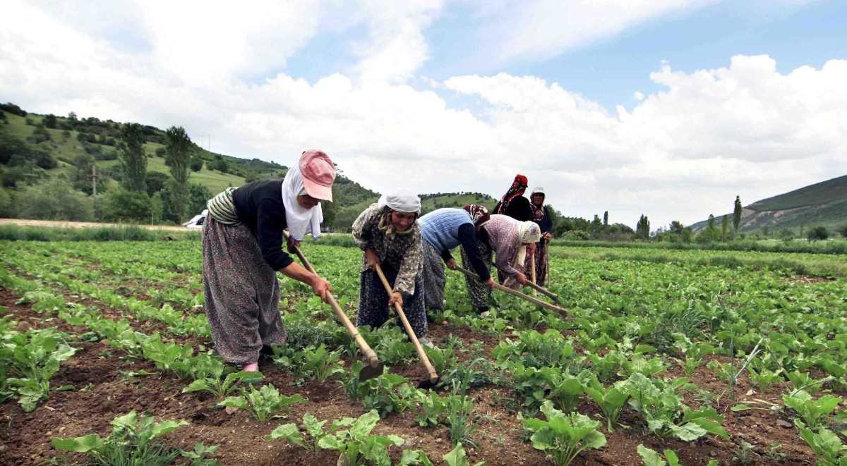 Çiftçi Kayıt Sistemi nedir? ÇKS ne işe yarar?