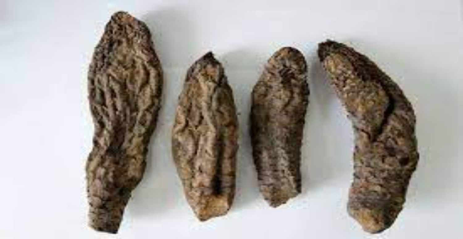 Cistanche Kabuğu