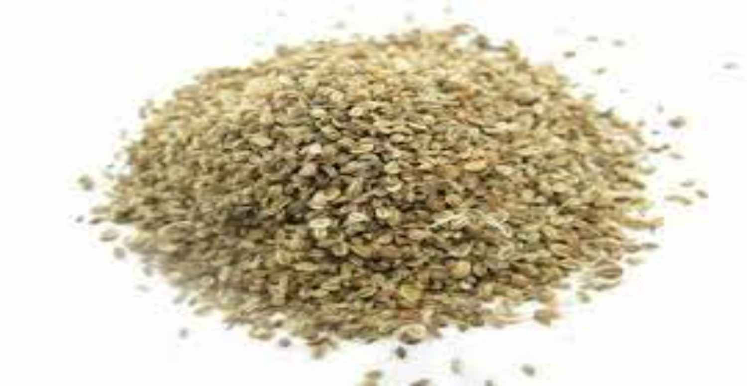 Cnidium tohumları