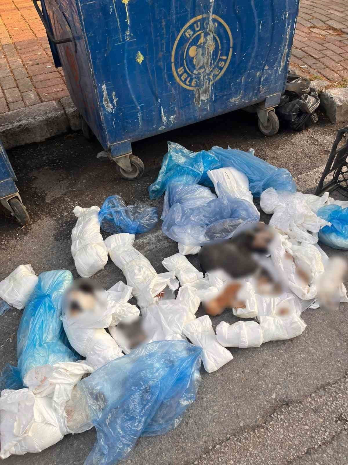 ÇÖP KONTEYNERİNDE POŞETLER İÇİNDE 33 ÖLÜ KEDİ BULUNMUŞTU (ARŞİV)