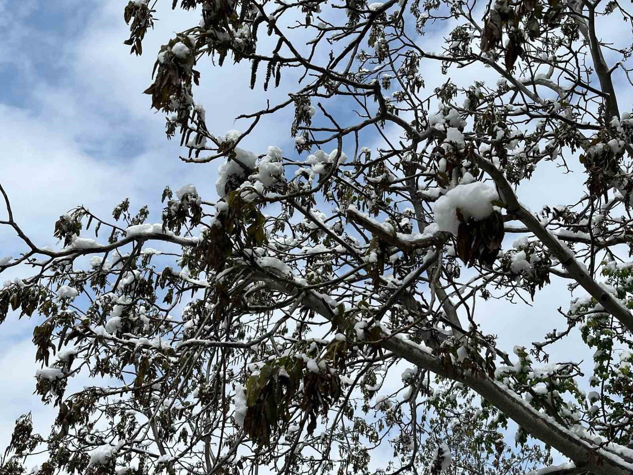ÇORUM GENELİNDE ÇARŞAMBA GÜNÜNDEN İTİBAREN YAŞANABİLECEK ZİRAİ DON TEHLİKESİNE KARŞI VATANDAŞLAR...