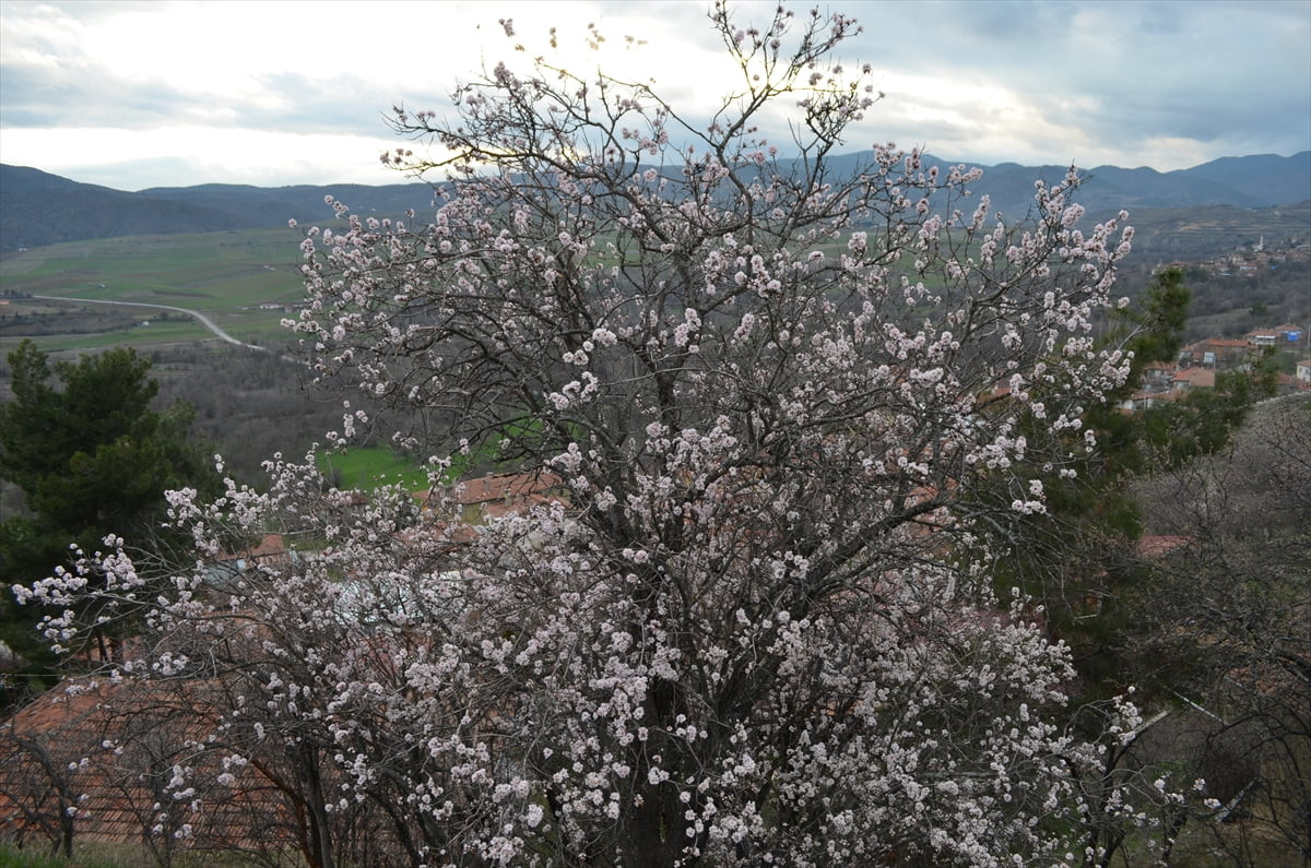 Çorum'un Dodurga ilçesinde badem ağaçları şubatta çiçeklendi.