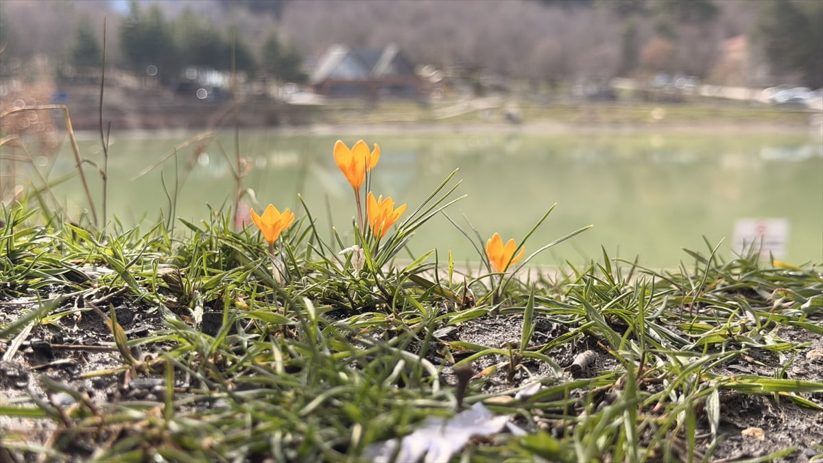 Çorum'un Laçin ilçesinde yer alan Yeşil Göl'ün çevresi menekşe ve çiğdemlerle kaplandı.