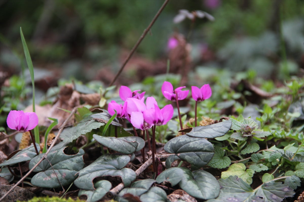 Çorum'un Oğuzlar ilçesinde şubat ayının son günlerinde yabani sıklamenler çiçek açtı.