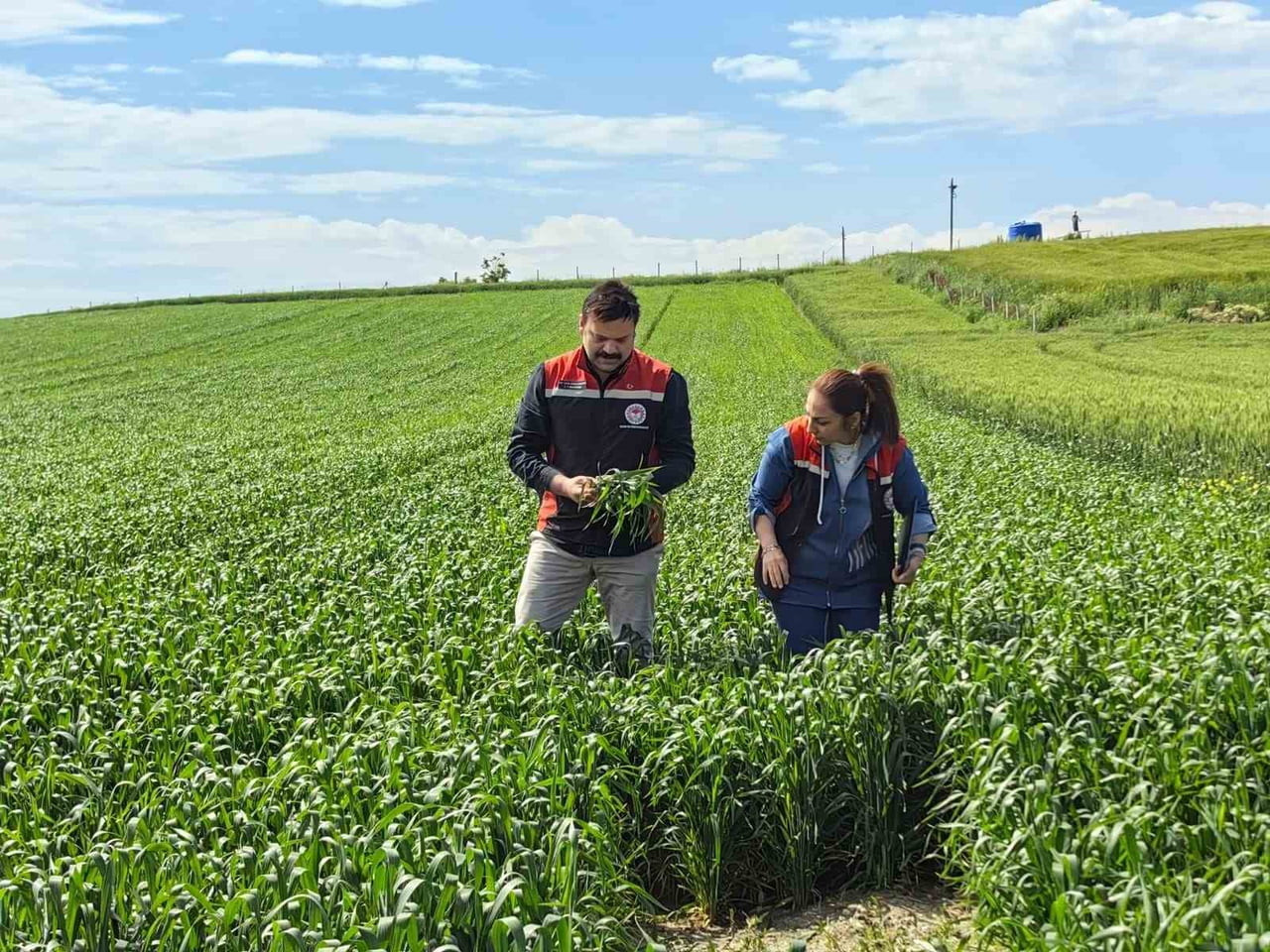 ÇORUM’DA İLK KEZ EKİMİ GERÇEKLEŞTİRİLEN YERLİ VE MİLLİ YAZLIK BUĞDAY ÇEŞİDİ "KİRVE", BAŞAKLANMA...