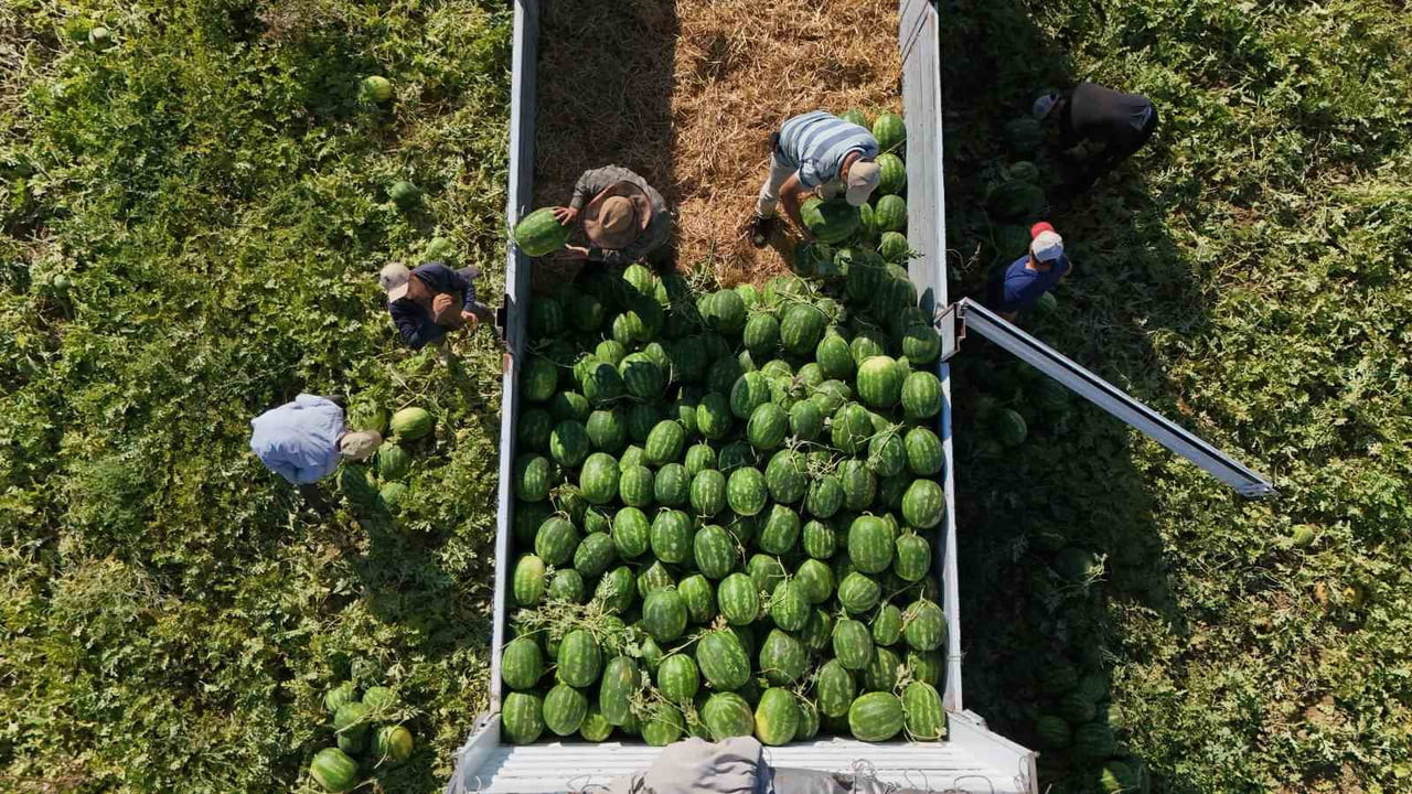 ÇUKUROVA'DAN SONRA TÜRKİYE'NİN KARPUZ İHTİYACINI KARŞILAYAN İLLERİN BAŞINDA GELEN AYDIN'DA...