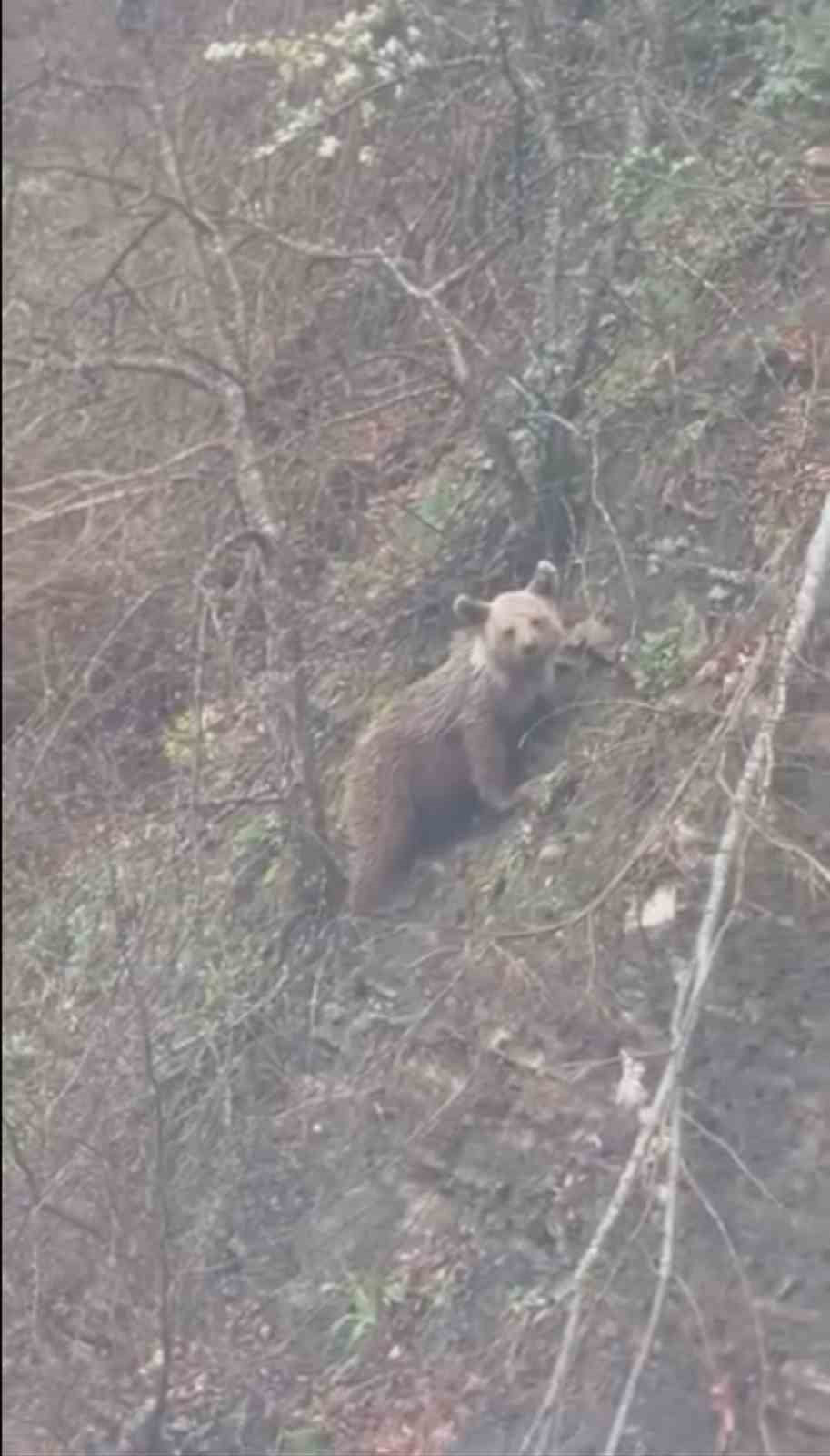 CVR SİNOP’TA YAVRU AYI YOLDA GÖRÜNTÜLENDİ (FOTOĞRAFLI) MURAT ÇALIŞKAN SİNOP (İHA) - AYANCIK İLÇESİ...