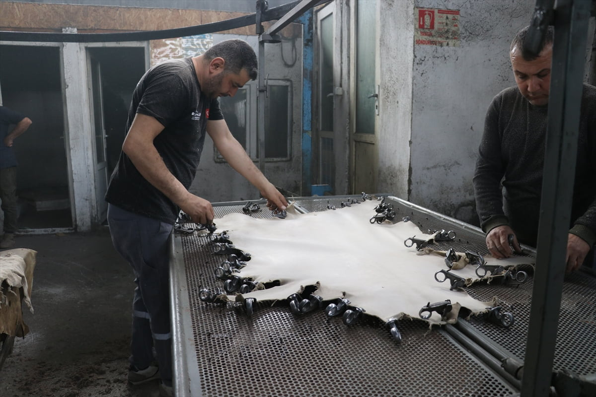 Dayanıklı olması ve hava alması nedeniyle ayakkabıların iç astarında kullanılan keçi derisi...