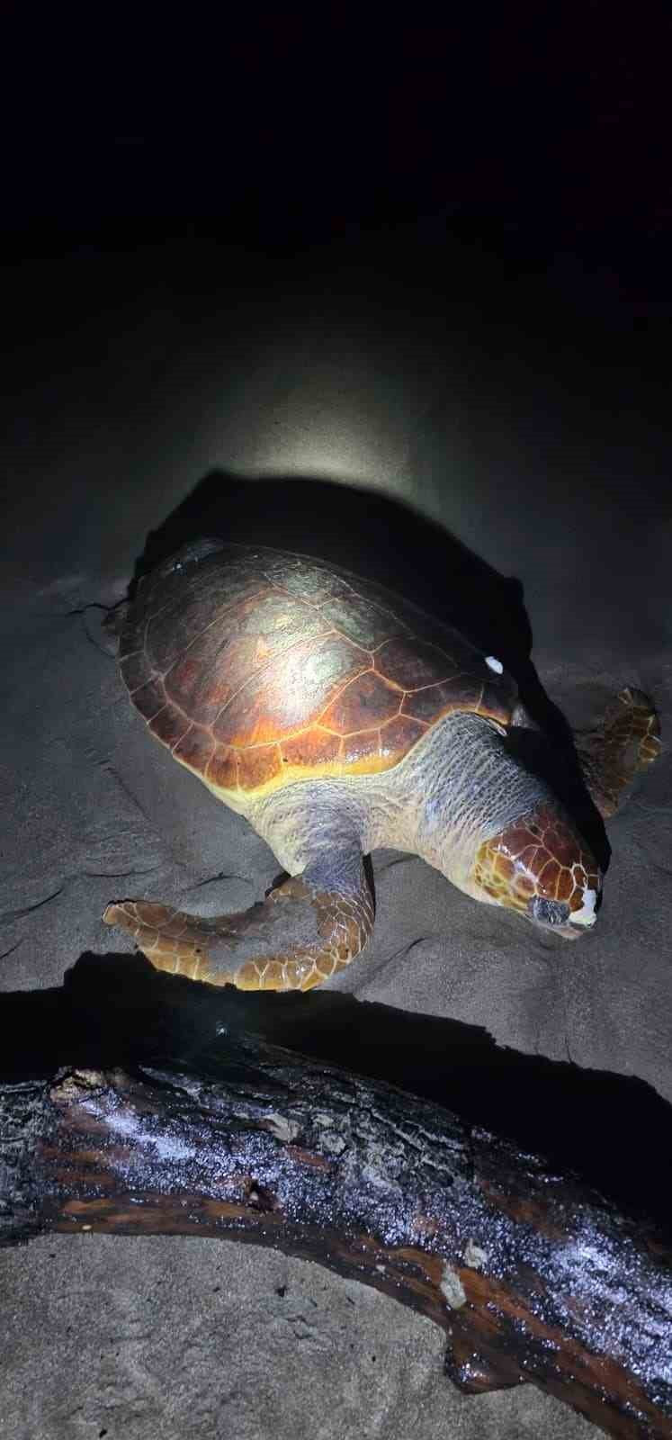 DENİZ KAPLUMBAĞASI YUVALAMA ALANLARINDAN BİRİ OLAN ANTALYA'NIN SERİK İLÇESİNDE, NESLİ TÜKENME...