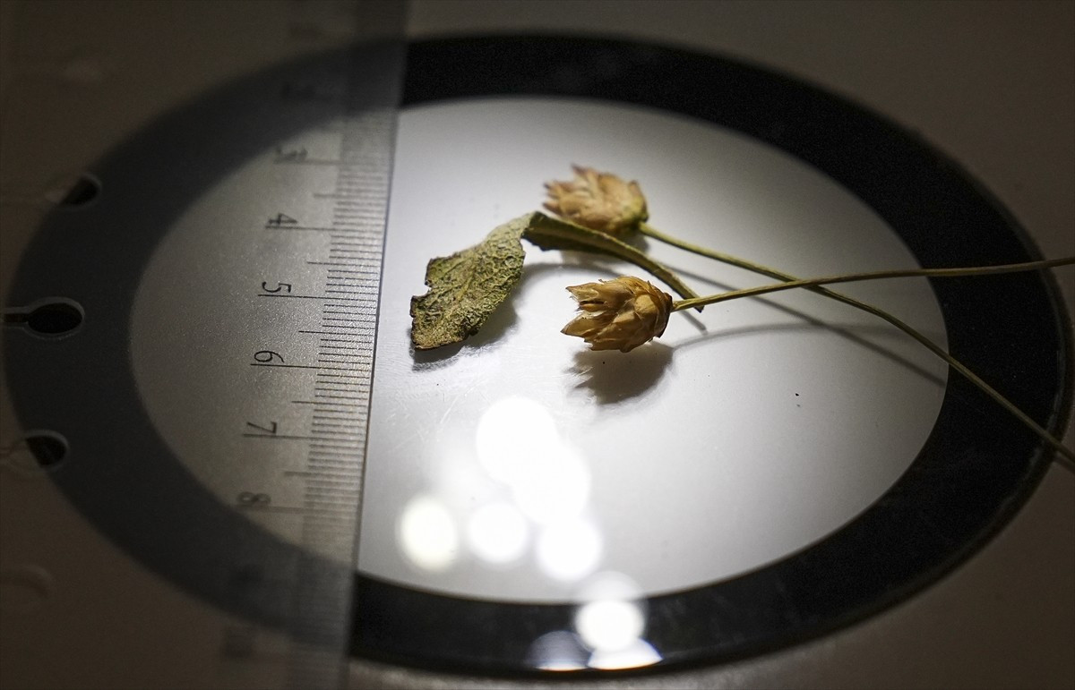 Denizli'de emekli öğretmen Rıfat Özdemir'in doğa yürüyüşü sırasında fark ettiği pelemir bitkisi...