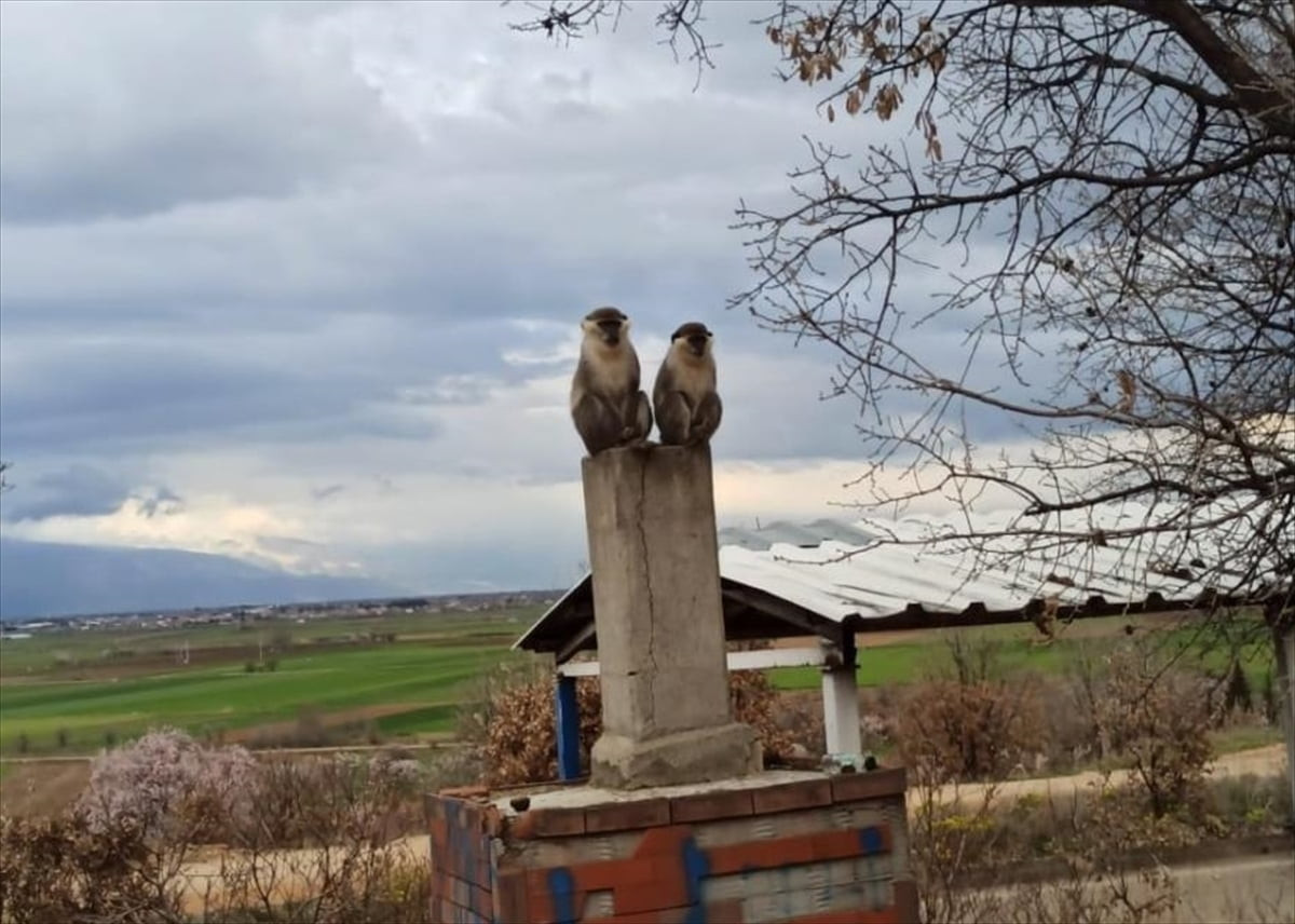 Denizli'nin Çivril ilçesinde çiftçinin ağaçta fark ettiği 2 maymundan biri yakalanarak Doğa Koruma...