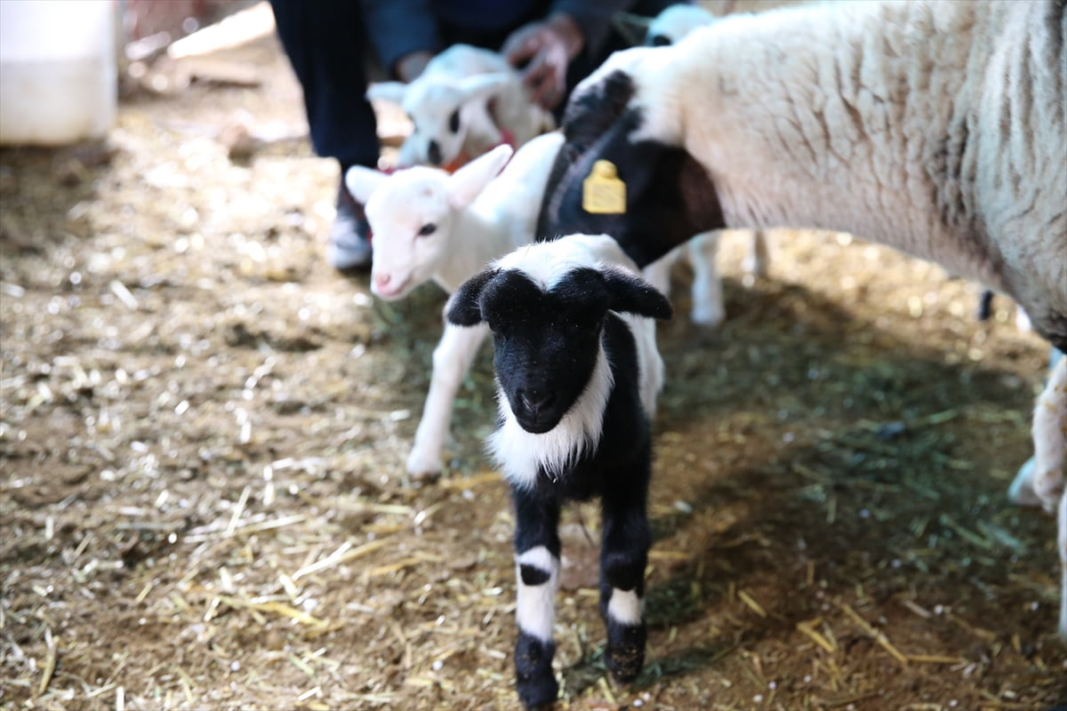 Denizli'nin Pamukkale ilçesinde "sakız" cinsi bir koyun, tek batında 9 kuzu doğurdu.