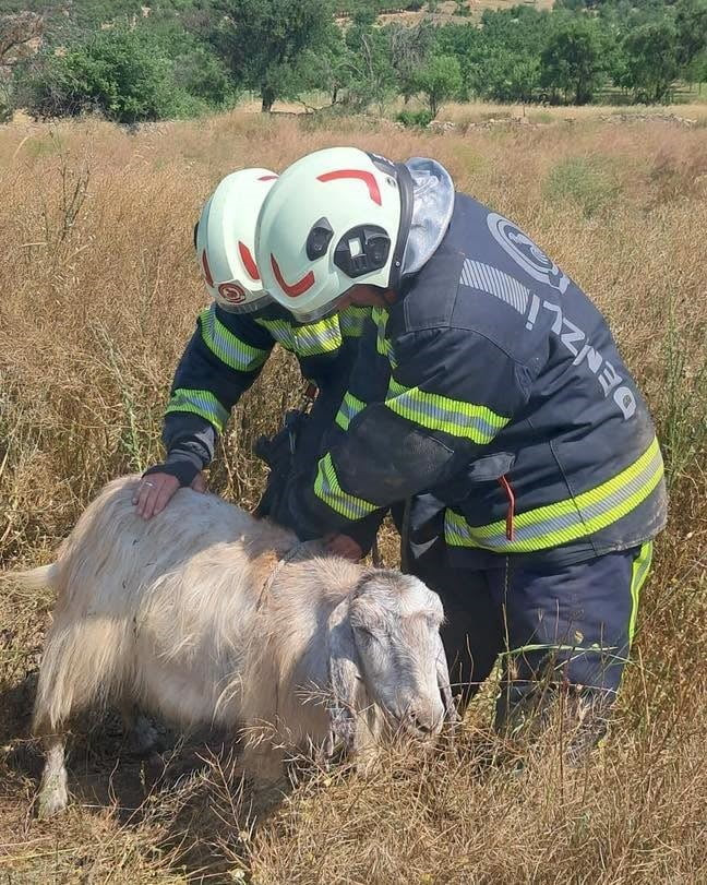 DENİZLİ'NİN TAVAS İLÇESİNDE OTLADIĞI SIRADA BOŞ ARAZİDE BULUNAN KUYUYA DÜŞEN KÜÇÜKBAŞ HAYVANLAR...
