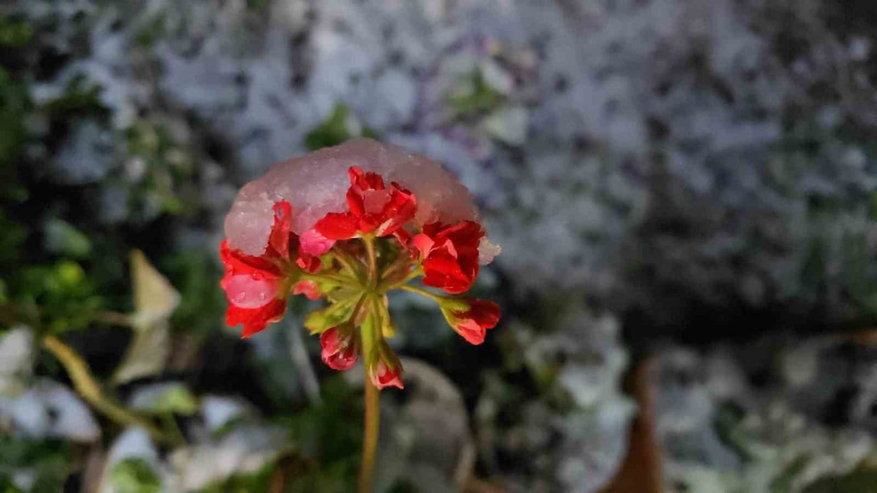 DENİZLİ’DE BAHARDA DÜŞEN KAR YAĞIŞI BİRÇOK İLÇEYİ BEYAZ ÖRTÜYLE KAPLADI. BEKLENMEYEN KAR YAĞIŞINA...