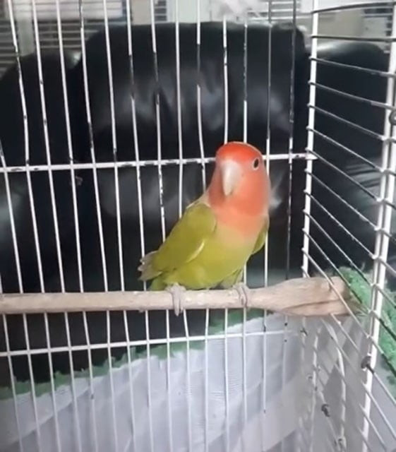 DENİZLİ’DE GERÇEKLEŞTİRİLEN DENETİMLERDE, BELGESİZ PAPAĞANLAR İLE İSTİLACI TÜR KAPSAMINDA BULUNAN...