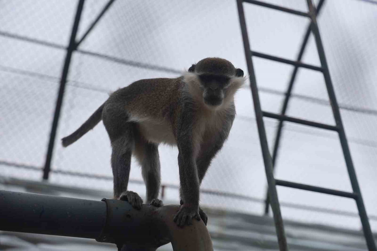 DENİZLİ’DE GÜNLERDİR EKİPLER TARAFINDAN ARANAN FİRARİ MAYMUN, ORMANLIK ALANDA İKİNCİ KEZ...