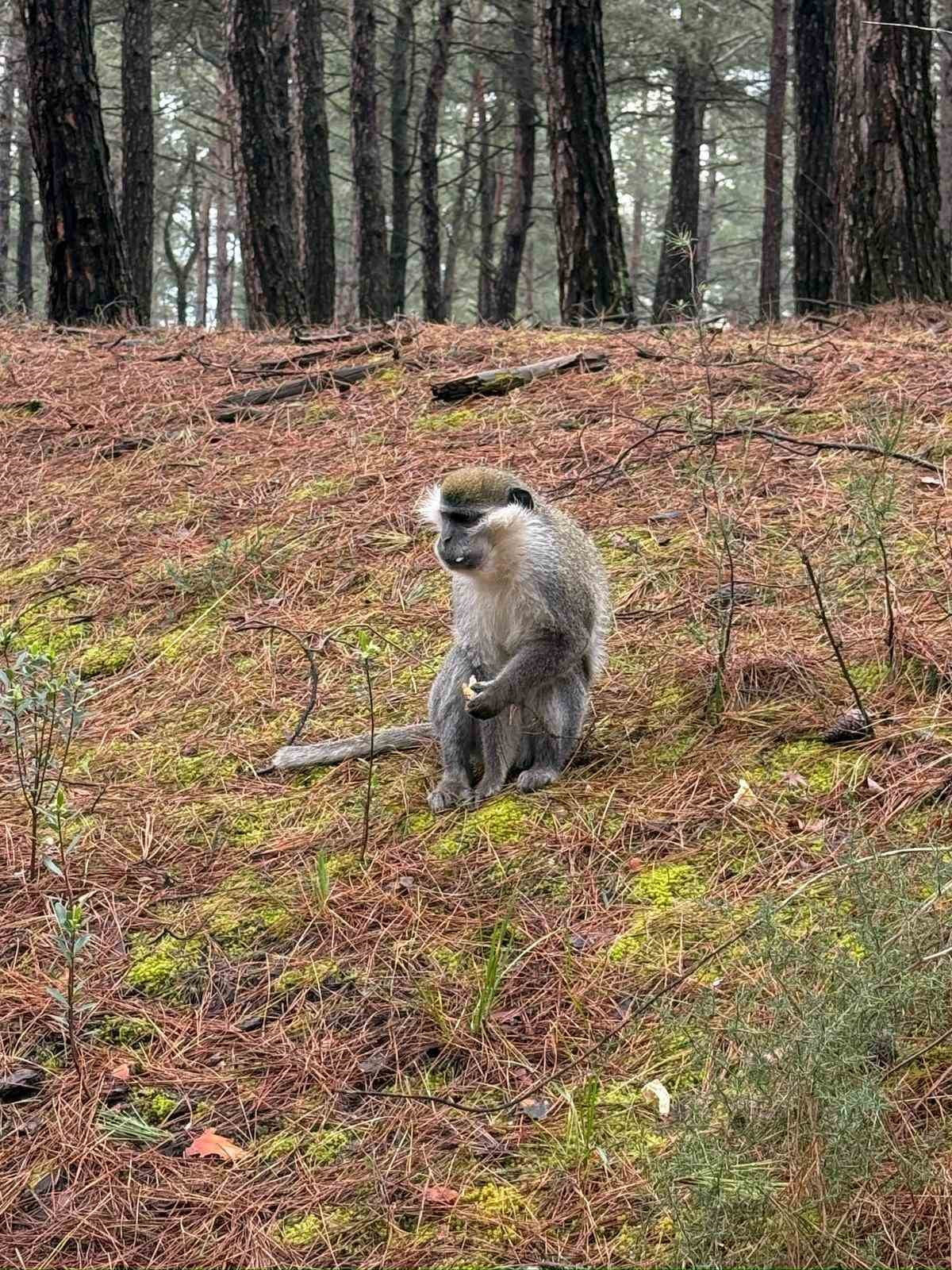 DENİZLİ’DE KUZUGÖBEĞİ MANTARI TOPLAMAK İÇİN ÇIKTIĞI ORMANDA MAYMUN GÖREN VATANDAŞ DOĞA KORUMA VE...
