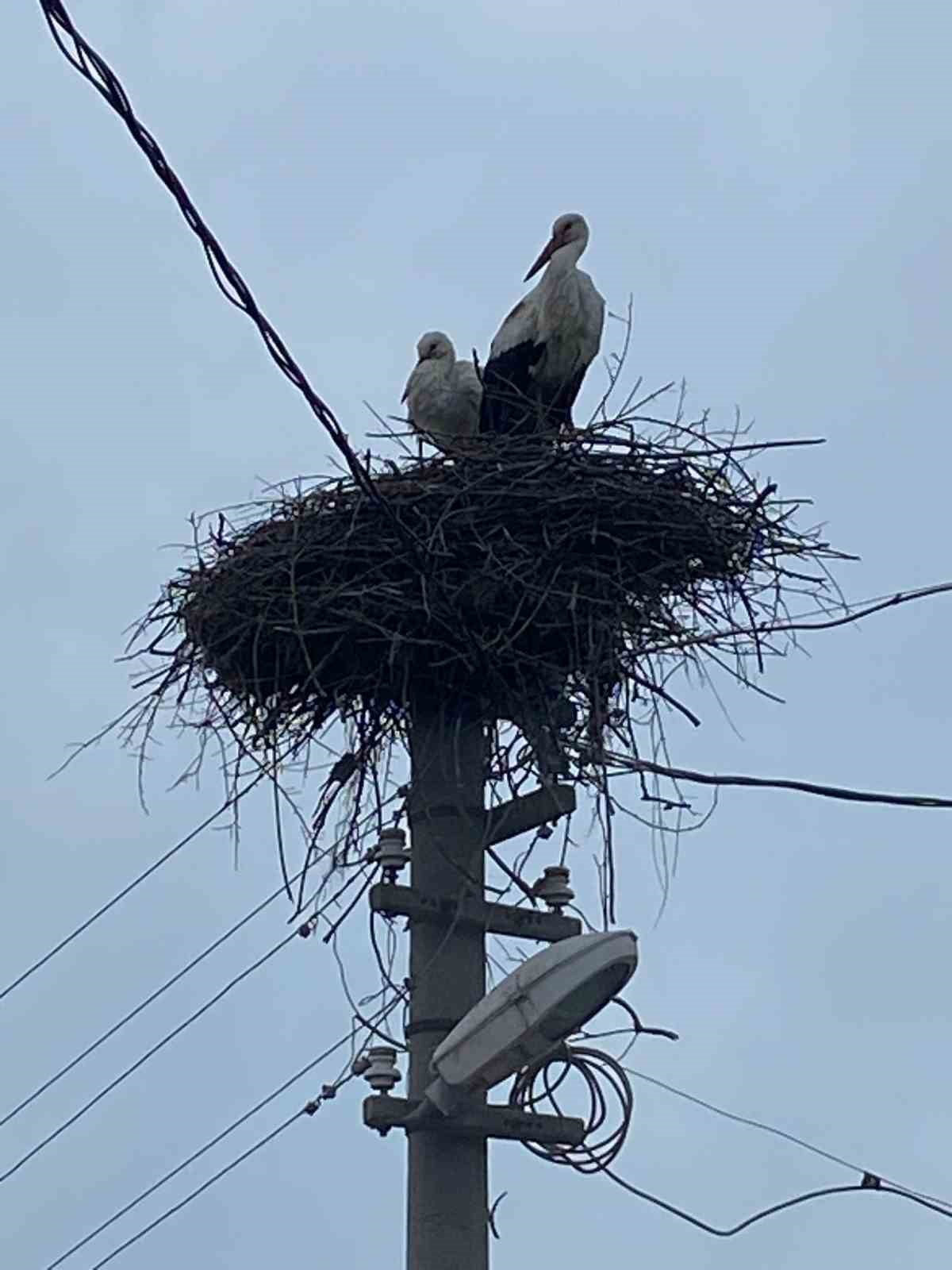DENİZLİ’NİN BULDAN İLÇESİ YENİCEKENT MAHALLESİNDE BİR AYDINLATMA DİREĞİNE YUVA YAPAN LEYLEKLER...
