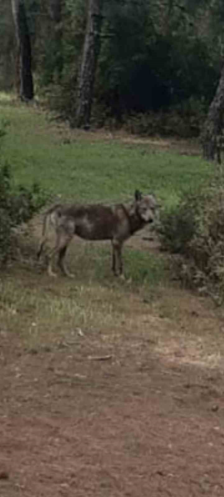 DENİZLİ’NİN BULDAN İLÇESİNDE GEÇTİĞİMİZ AYLARDA ORTAYA ÇIKAN KURT, AYNI BÖLGEDE BİR KEZ DAHA...