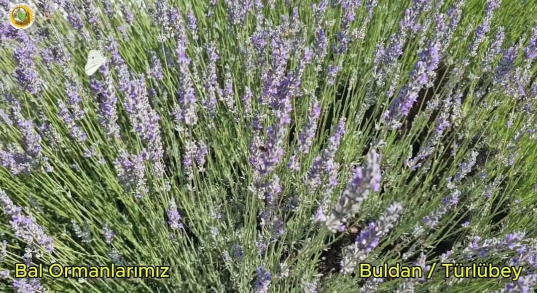 DENİZLİ’NİN BULDAN İLÇESİNDE MEYDANA GELEN ORMAN YANGINININ ARDINDAN KÜLLERİNDEN DOĞAN BÖLGE...