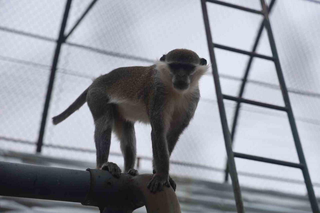 DENİZLİ’NİN ÇİVRİL İLÇESİNDE YAKALANARAK TEDAVİ ALTINA ALINAN ÖRÜMCEK MAYMUNU, İŞLEMLERİNİN...