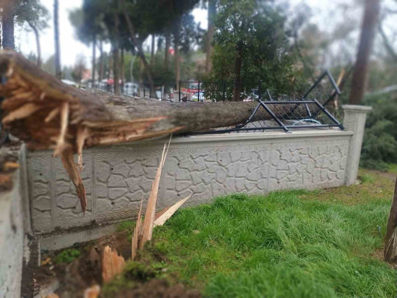 DENİZLİ’NİN TAVAS İLÇESİNDE ETKİLİ OLAN ŞİDDETLİ RÜZGAR AĞAÇLARI DEVİRDİ, ELEKTRİK HATLARINA ZARAR...