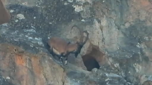 Dev boynuzları engel olmadı: Dağ keçisi dar mağaraya böyle girdi