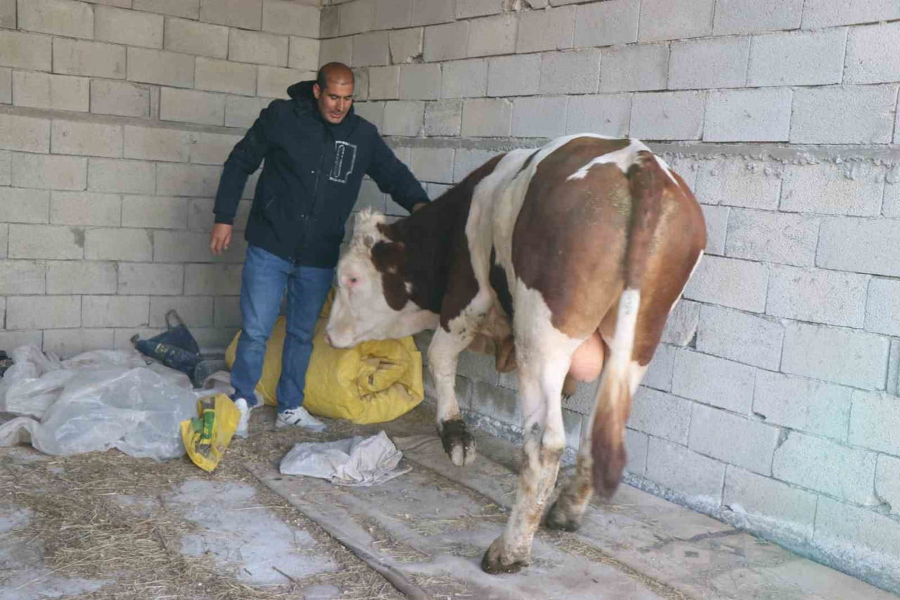 DİYADİN’DE BESİCİLİK GEÇİM KAPISI OLDU