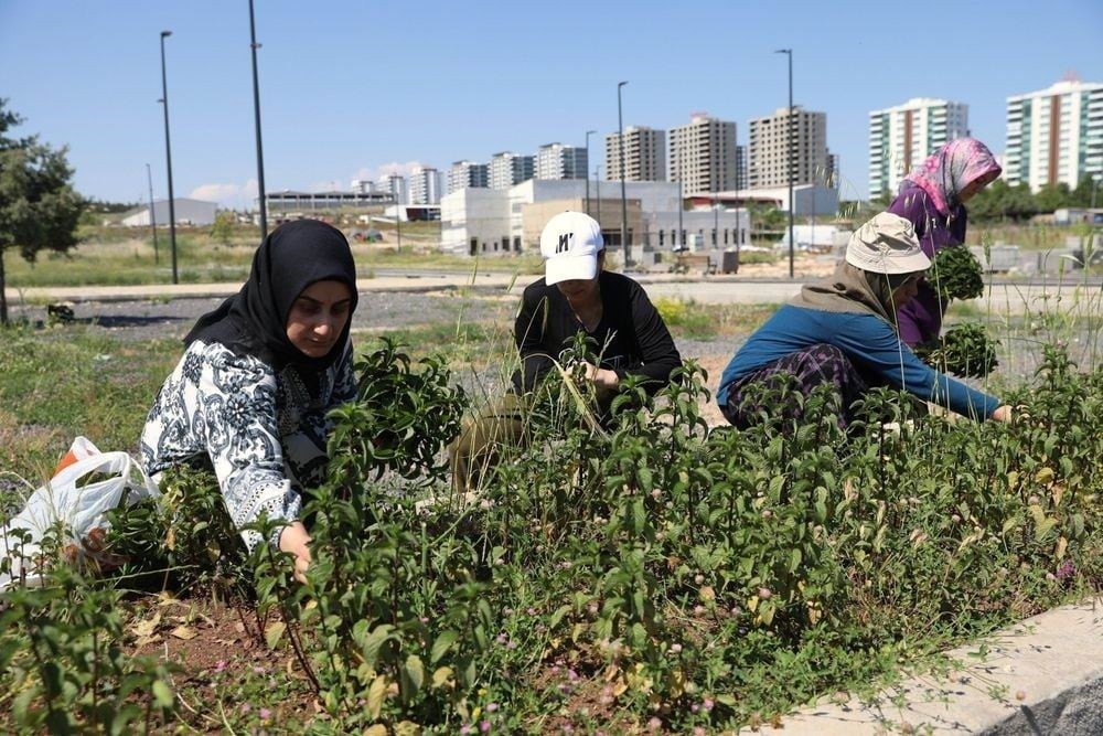 DİYARBAKIR BÜYÜKŞEHİR BELEDİYESİNİN KADIN YAŞAM MERKEZLERİNDE YÜRÜTTÜĞÜ TIBBİ VE AROMATİK BİTKİ...