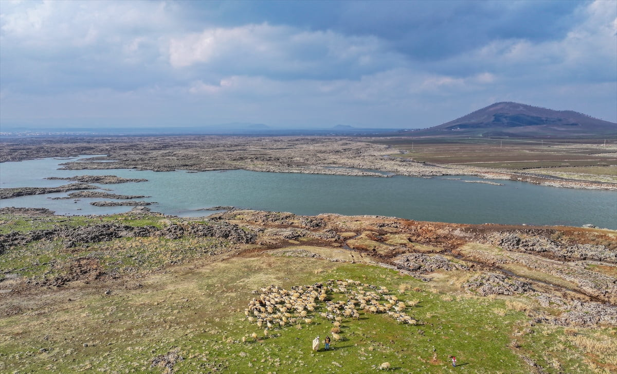 Diyarbakır'da bölge hayvancılığı için önemli bir yere sahip olan, son yıllarda aşırı sıcaklardan...