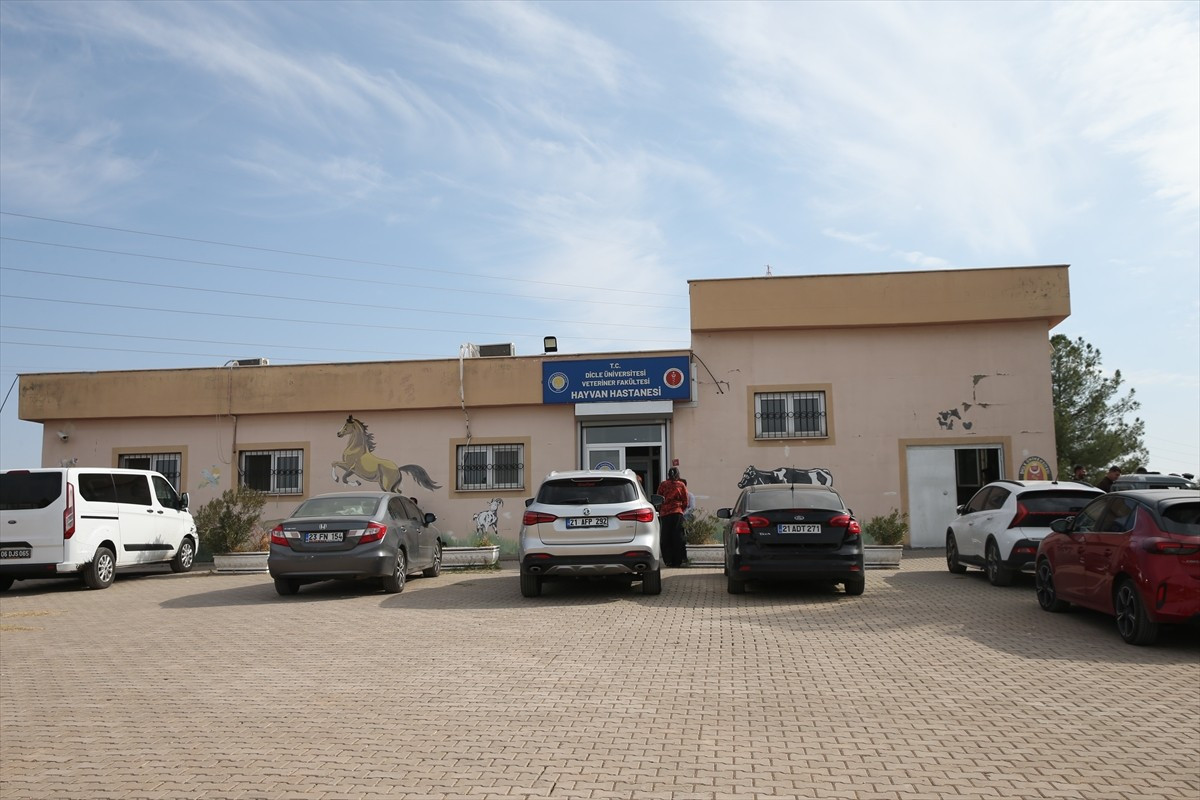 Diyarbakır'da Dicle Üniversitesi (DÜ) Veteriner Fakültesi Hayvan Hastanesi'nde, sahipli ve...