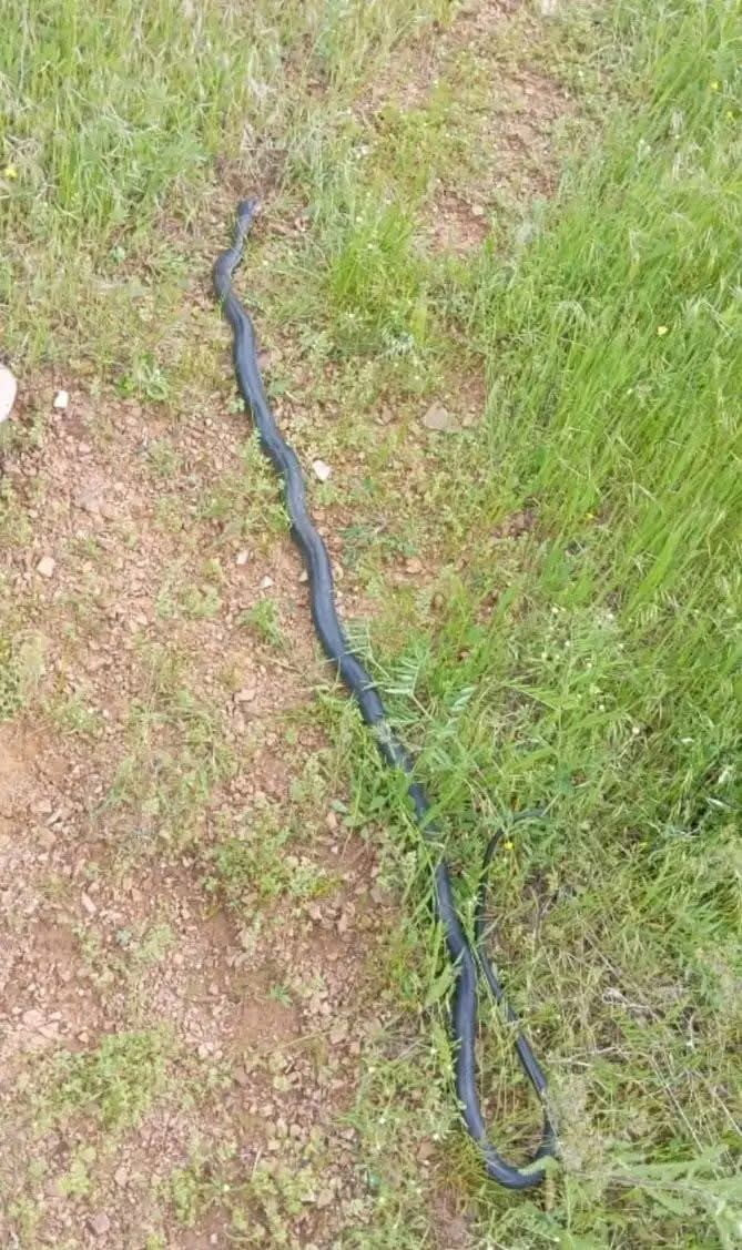 DİYARBAKIR'IN ÇERMİK İLÇESİNDE GÖRÜLEN DEV YILAN PANİĞE NEDEN OLDU.